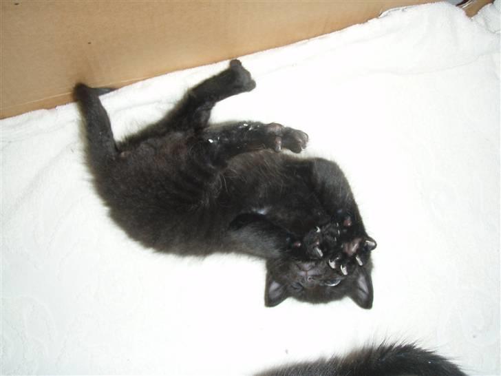 Huskat Laban billede 6