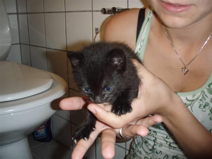 Huskat Laban billede 8