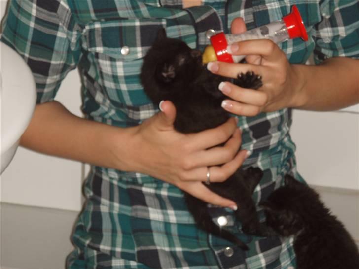 Huskat Laban billede 9