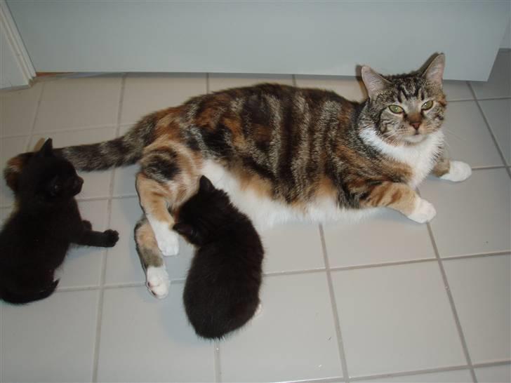 Huskat Laban billede 10