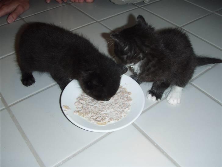 Huskat Laban billede 11