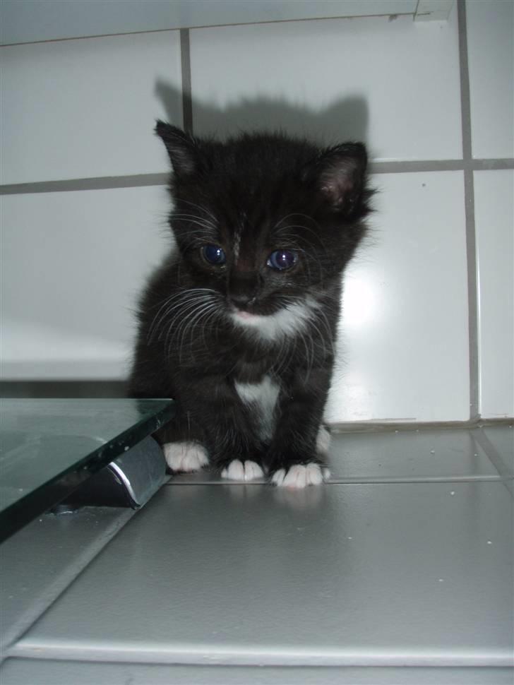 Huskat Bettemis billede 1