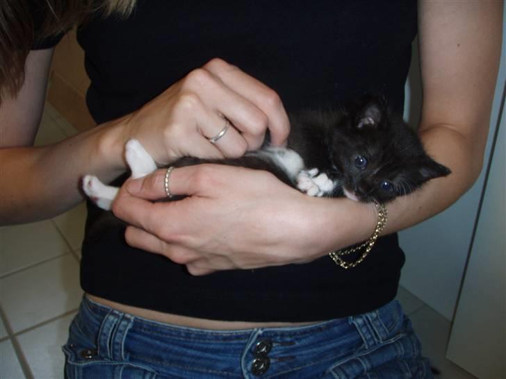 Huskat Bettemis billede 2