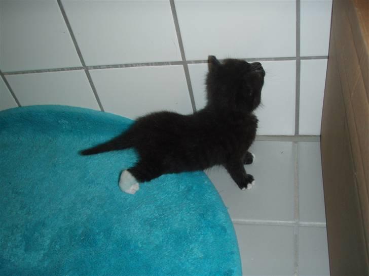 Huskat Bettemis billede 3