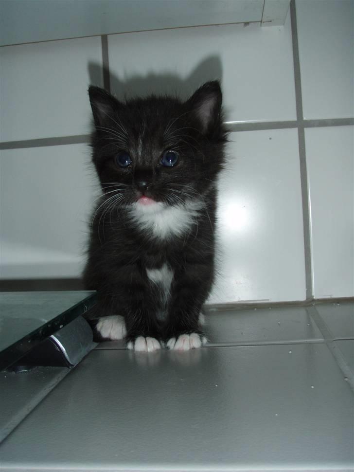 Huskat Bettemis billede 5