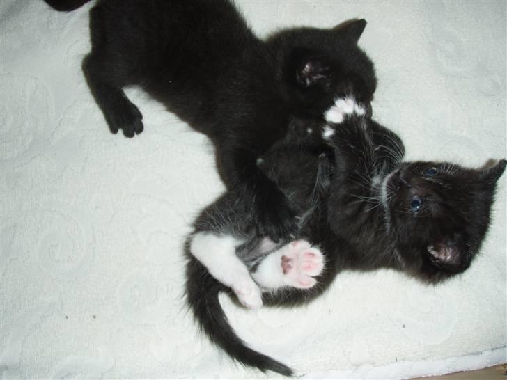 Huskat Bettemis billede 6