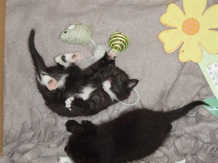 Huskat Bettemis billede 7