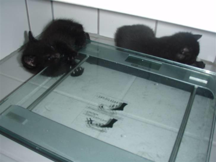 Huskat Bettemis billede 8