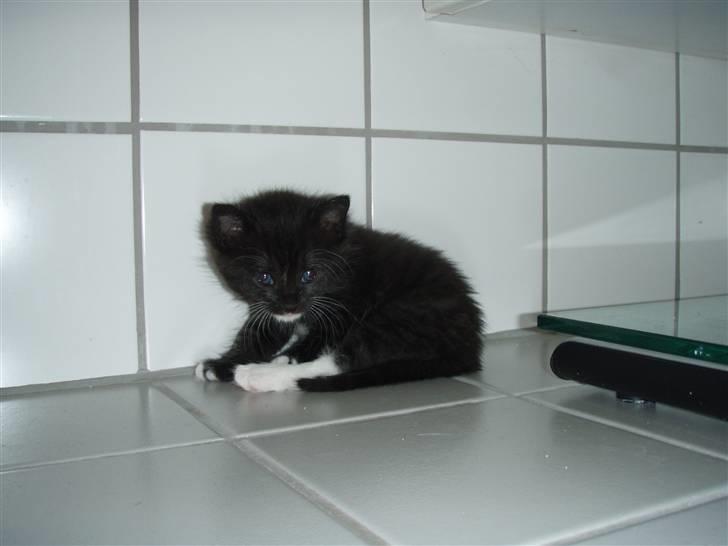 Huskat Bettemis billede 9