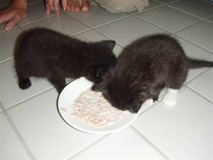 Huskat Bettemis billede 10