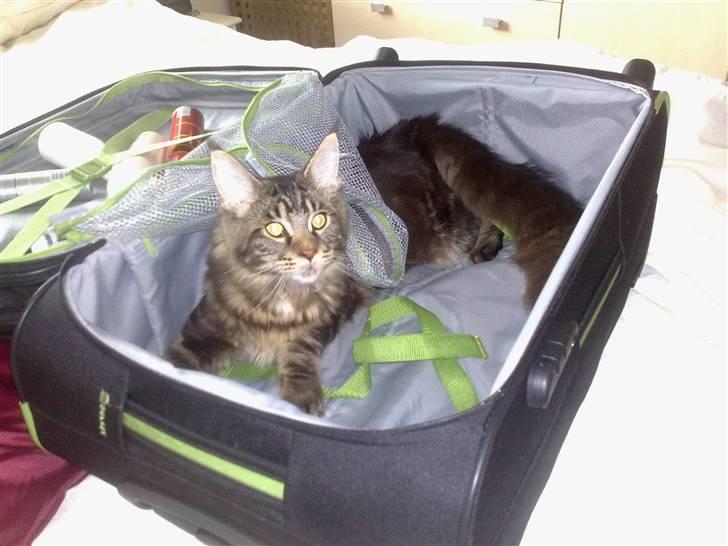 Maine Coon DK Silent Hunter´s Bartok billede 12