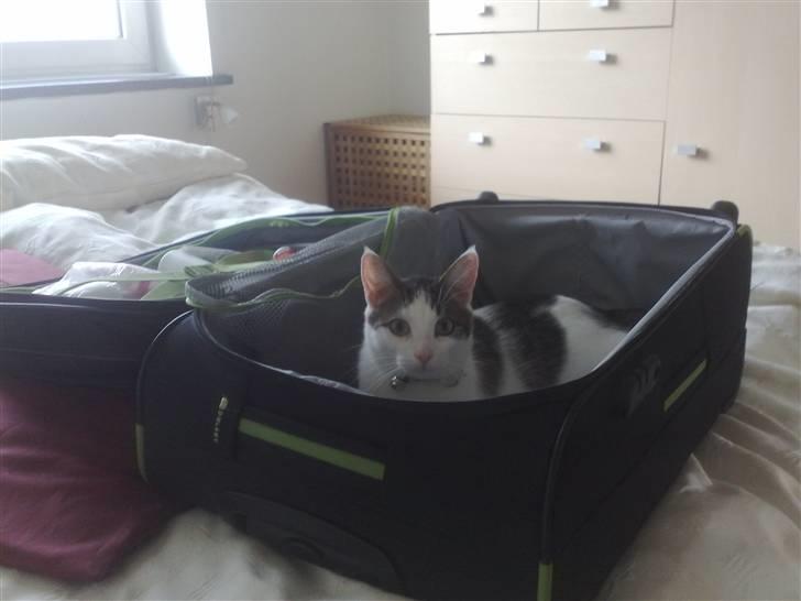 Blanding af racer / Maine Coon Bella billede 13