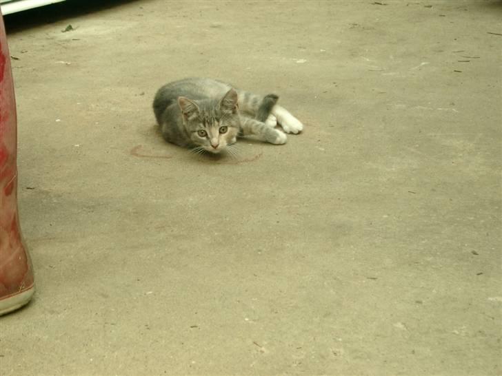 Huskat Gucci billede 4