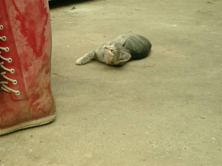 Huskat Gucci billede 5