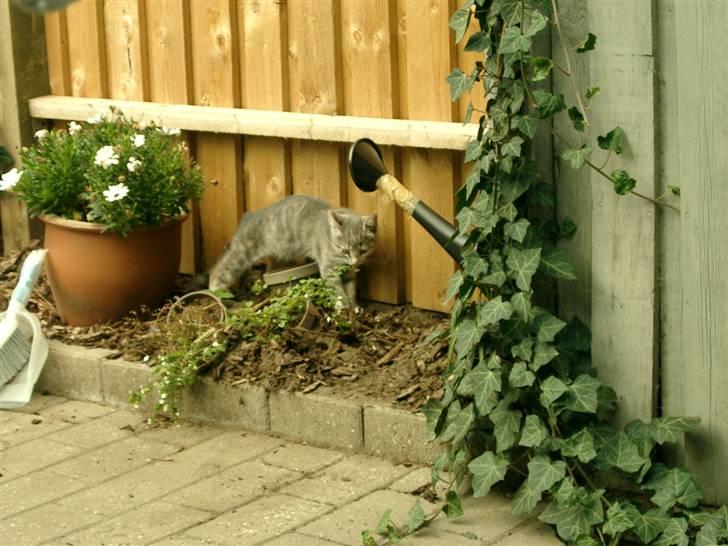 Huskat Gucci billede 6