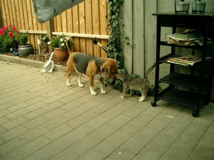 Huskat Gucci billede 7