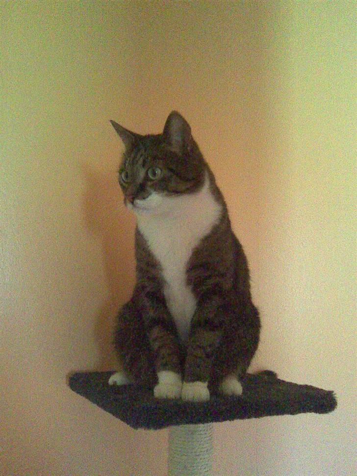 Huskat Furby billede 1