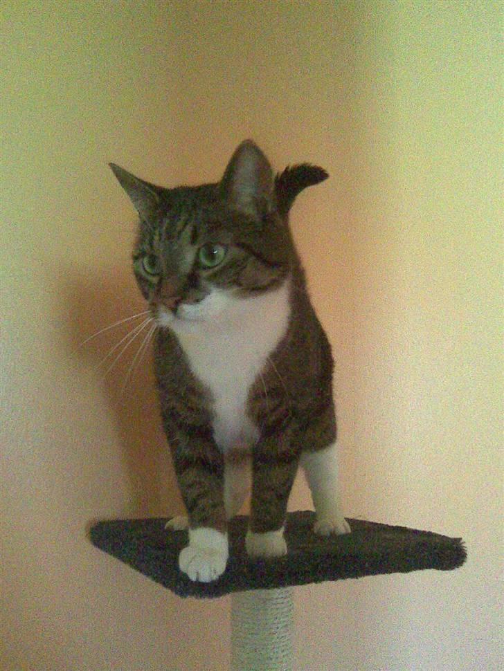 Huskat Furby billede 2