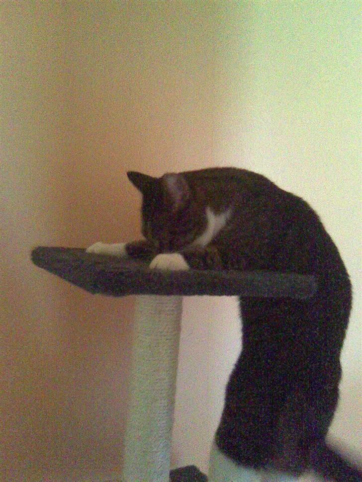 Huskat Furby billede 3