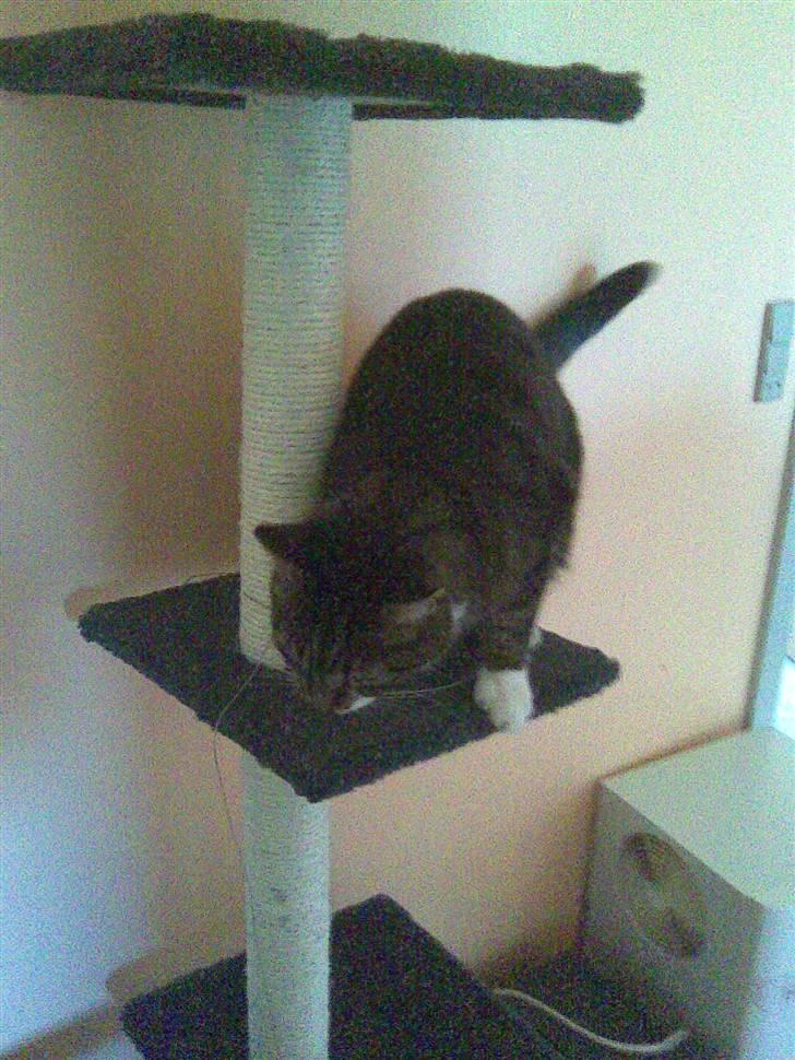 Huskat Furby billede 4