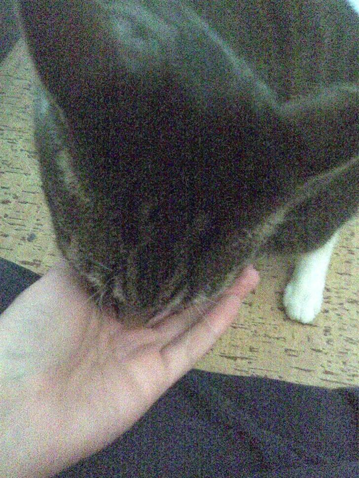 Huskat Furby billede 5