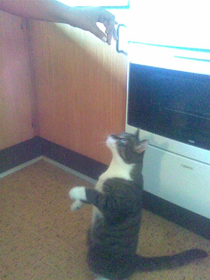 Huskat Furby billede 6