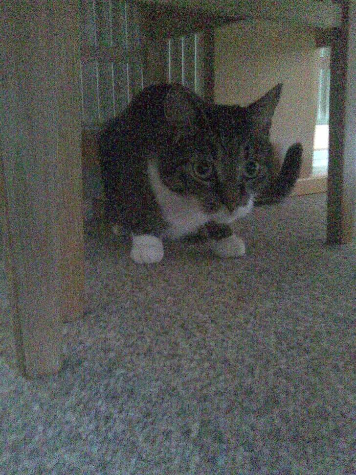 Huskat Furby billede 7