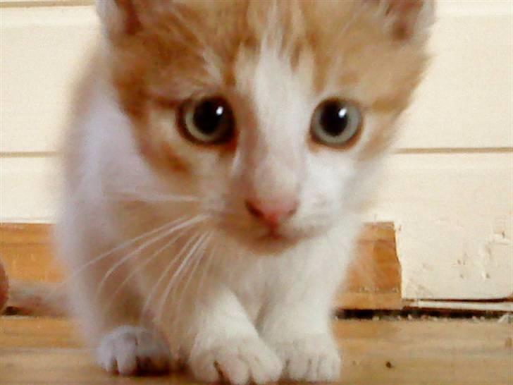 Huskat bøllemis(død) - <3 billede 1