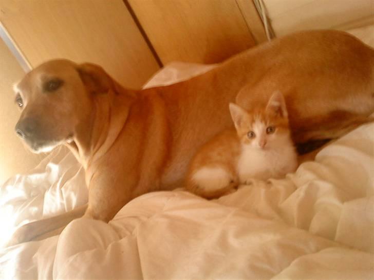 Huskat bøllemis(død) - nicki og grafil<3 billede 3