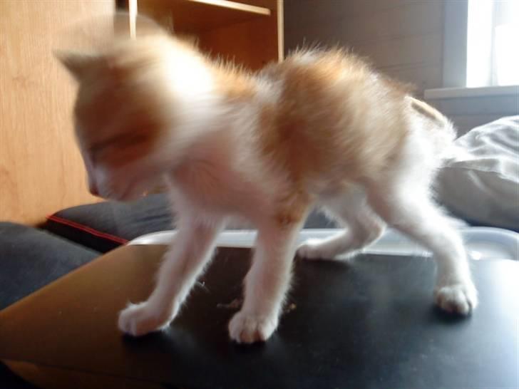 Huskat bøllemis(død) - <33 billede 4