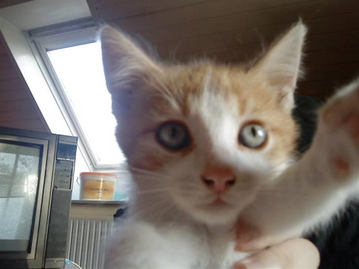 Huskat bøllemis(død) - <3 billede 5