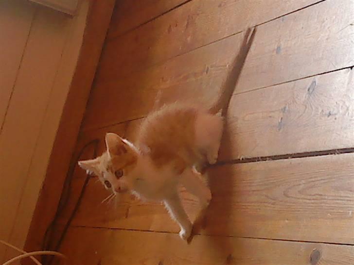 Huskat bøllemis(død) - <33 billede 6