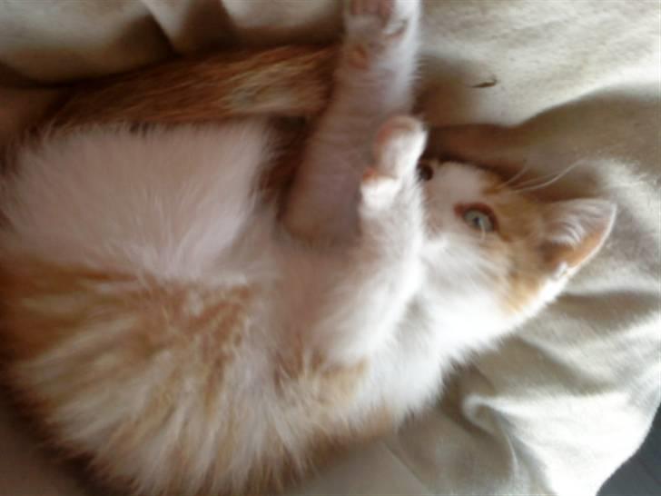 Huskat bøllemis(død) - nurrh  billede 7