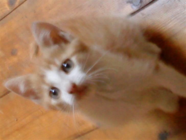 Huskat bøllemis(død) - miin lille skat! billede 8