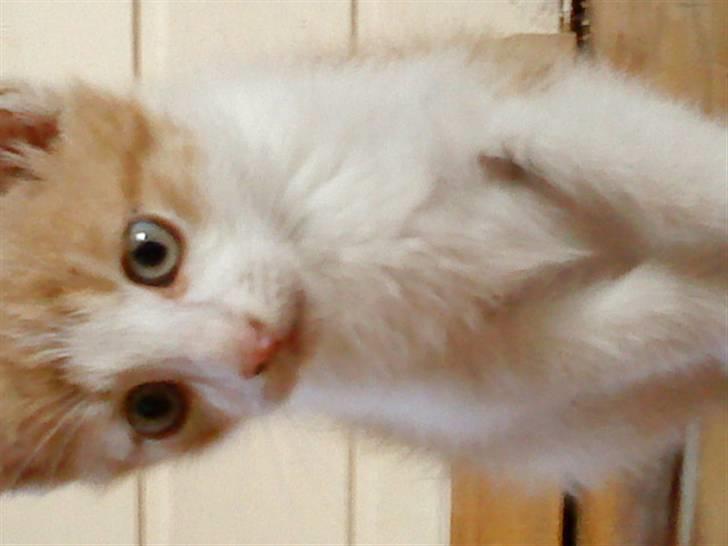 Huskat bøllemis(død) billede 9