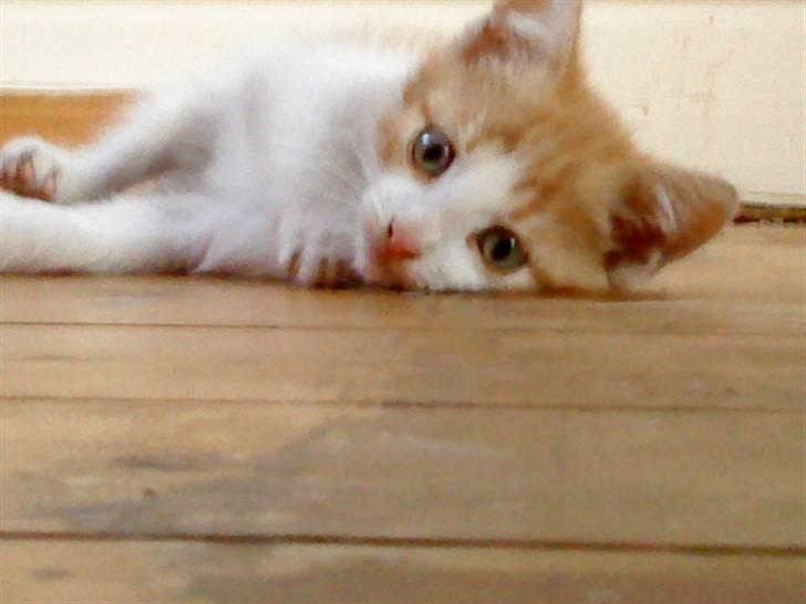 Huskat bøllemis(død) billede 10