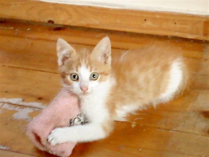 Huskat bøllemis(død) billede 11