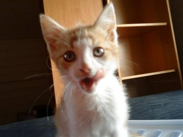 Huskat bøllemis(død) billede 12