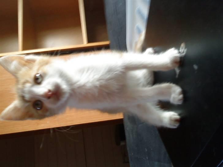 Huskat bøllemis(død) billede 13