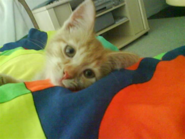 Huskat sille - her har jeg lige fået øjne billede 1