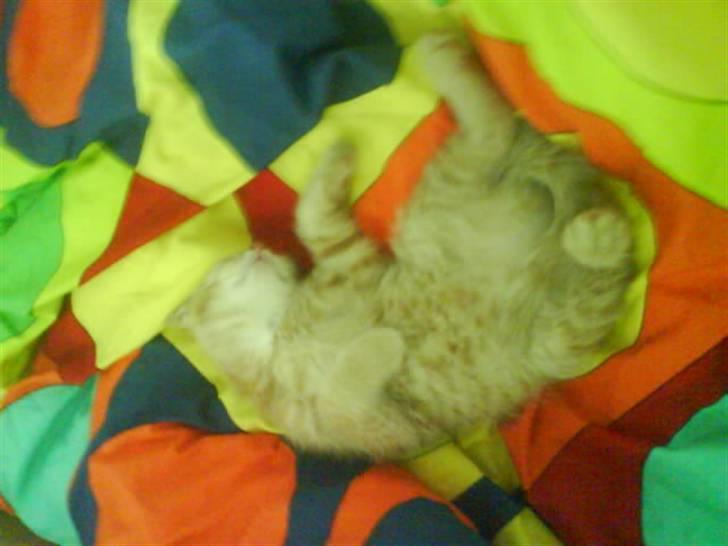 Huskat sille - her er jeg kun 3 dage gamel!! billede 2