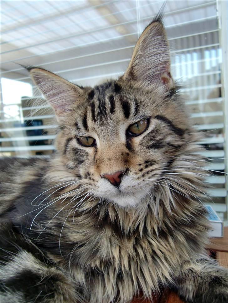 Maine Coon Buller billede 7