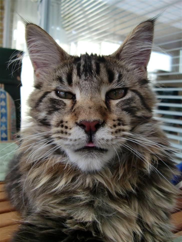 Maine Coon Buller billede 8