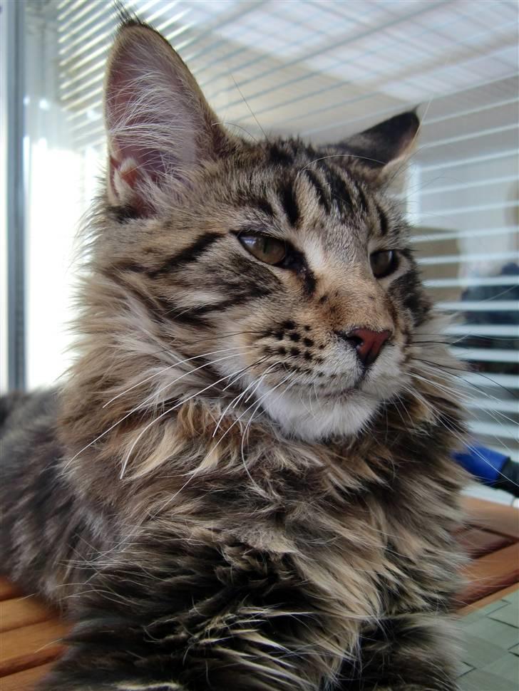 Maine Coon Buller billede 9