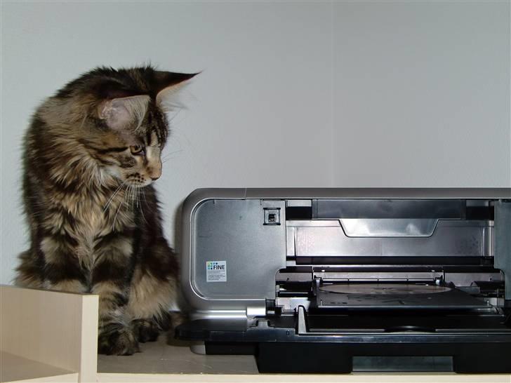 Maine Coon Buller billede 10