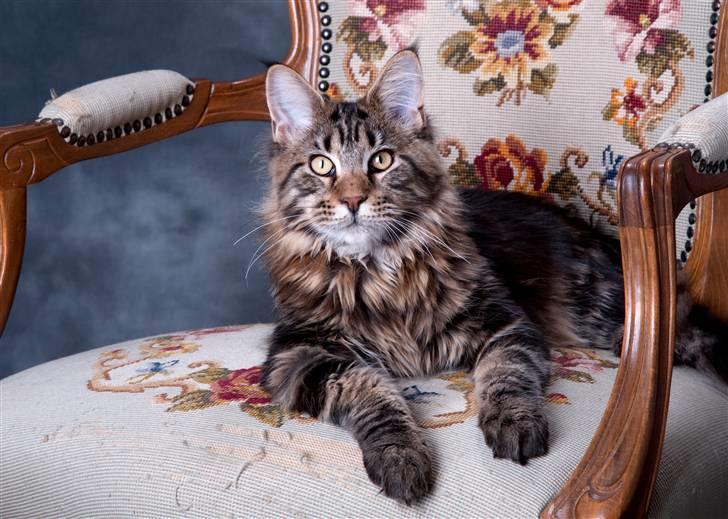Maine Coon Buller billede 11