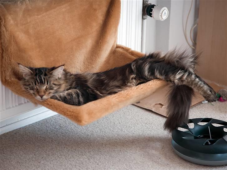 Maine Coon Buller billede 12