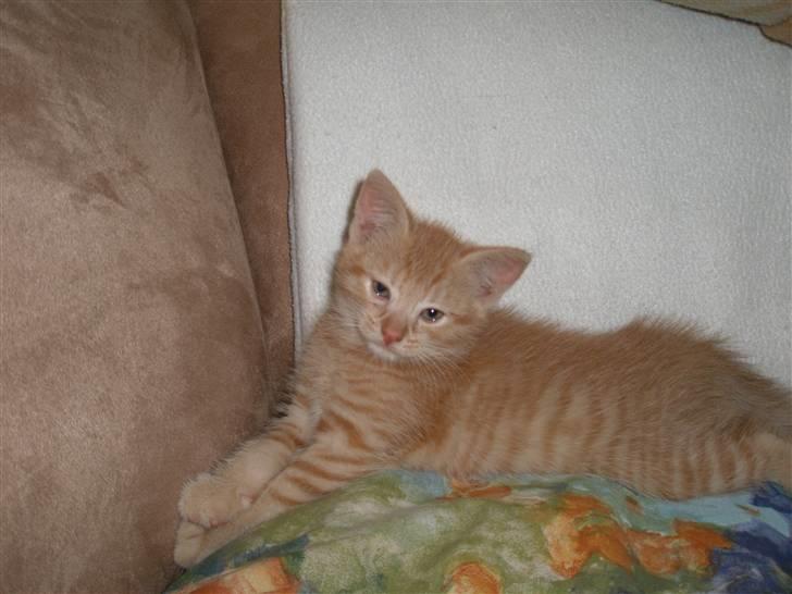 Huskat sille - her kigger jeg lide på dig billede 3