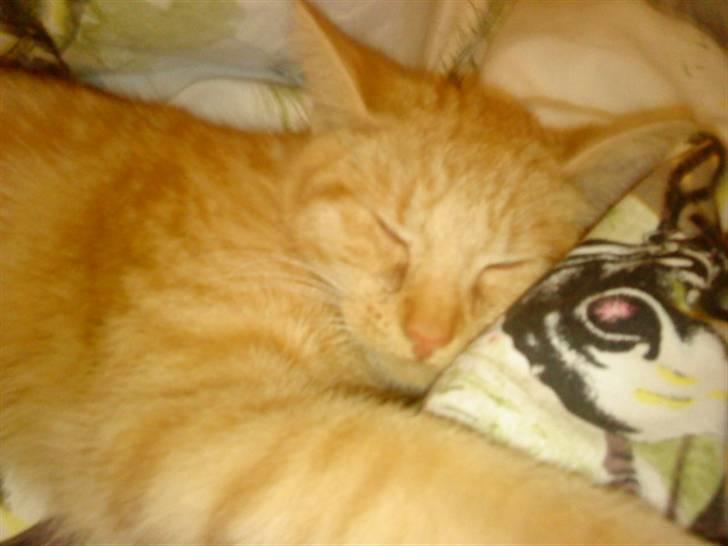 Huskat sille - jeg er lige vågnet billede 4