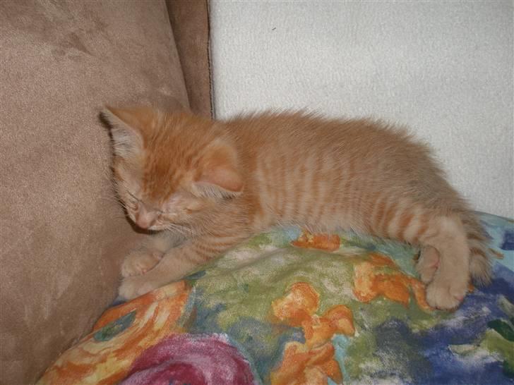 Huskat sille - ZzZzZzZ billede 5